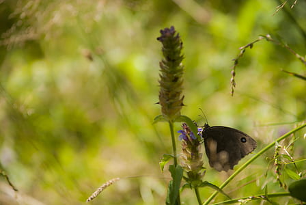 brown butterfly perching on plant thumbnail