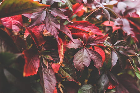 Red autumn leaves II thumbnail