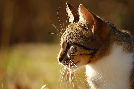 white and brown cat thumbnail