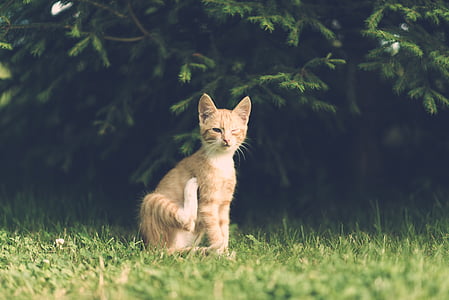orange tabby cat sitting on green grass during daytime thumbnail