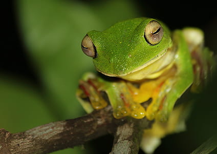 green tree frog thumbnail