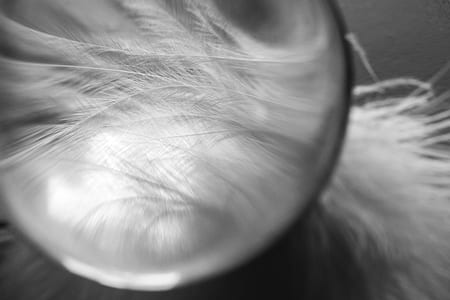 magnified white feather thumbnail