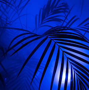 silhouette of plant thumbnail