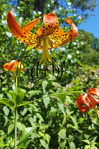 Lilium lancifolium is an Asian species of lily, native to China, Japan, Korea, and the Russian Far East. thumbnail