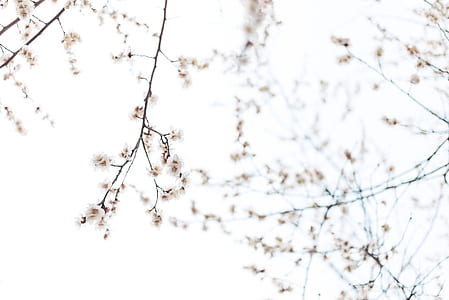 selective focus photo of brown flowering trees thumbnail