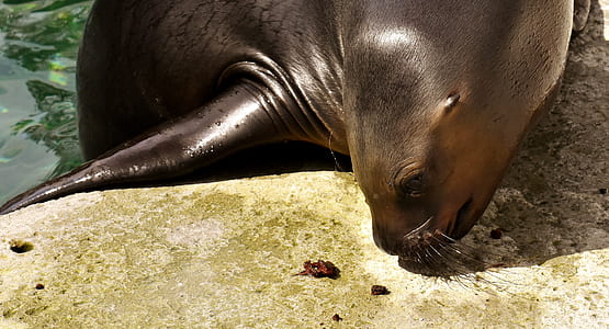 sea lion thumbnail