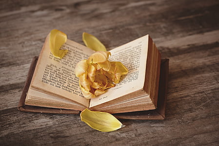 opened book with flower petals thumbnail