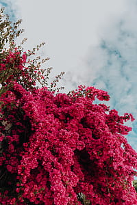 Pink bougainvillea flowers against the traditional Portuguese white house thumbnail