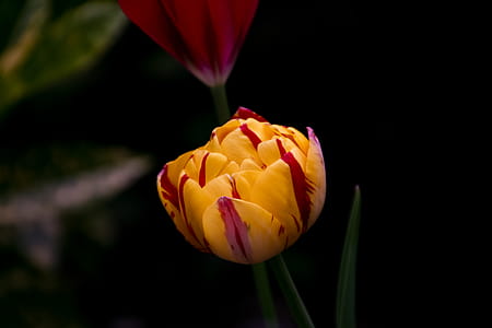 Close Up Photo of Yellow Tulips Flower thumbnail