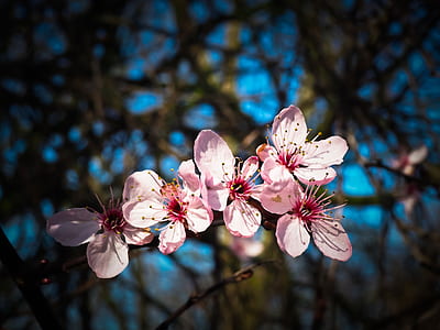 white and pink flower thumbnail