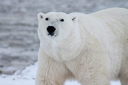 white Polar bear taken on winter time thumbnail