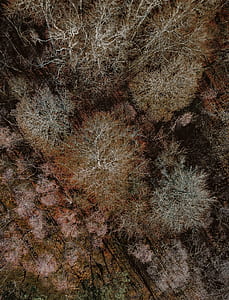 aerial view photo of trees thumbnail