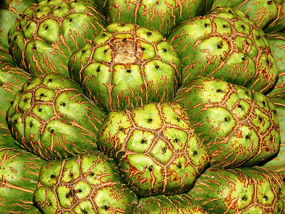 Wallpaper, Texture, Big, Fruit, Fresh, big fruit thumbnail