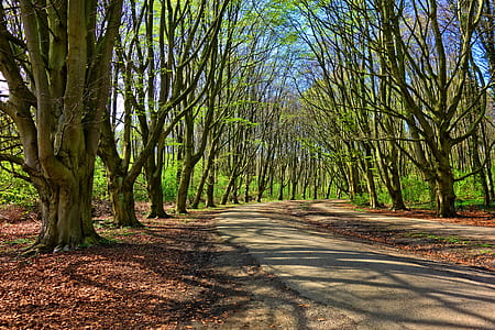 green leafed trees under blue sky thumbnail