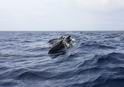 dolphins under white sky thumbnail