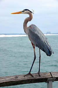 crane bird perched on tree trunk thumbnail