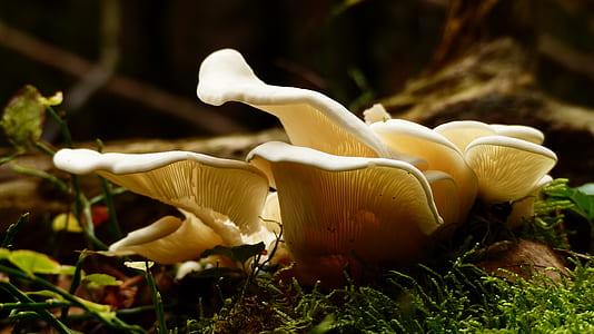 food, healthy, wood, light thumbnail