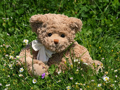 brown bear plush toy on grass field thumbnail