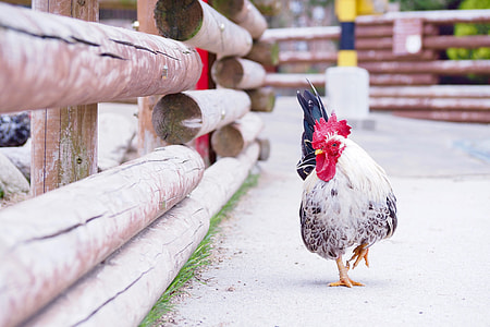 Chicken, Bird thumbnail