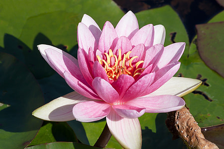 person taking photo of pink lotus flower thumbnail