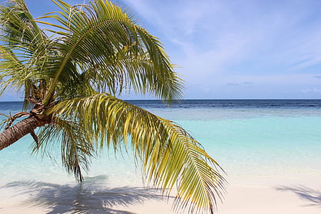 leafed tree on seashore thumbnail