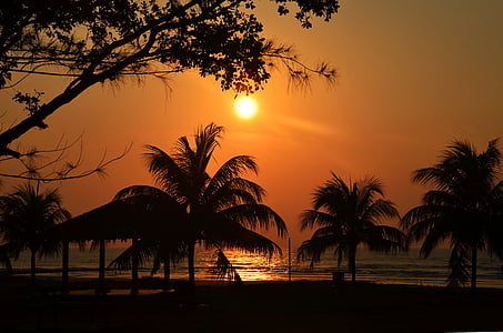 silhouette photo of palm trees near body of water thumbnail