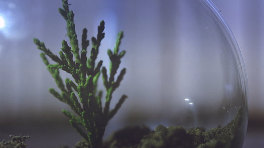 green cactus on fish bowl thumbnail