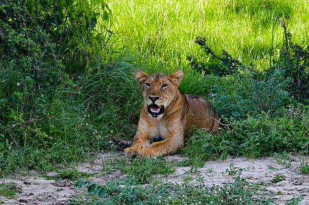 Lioness lying on green grass lawn thumbnail