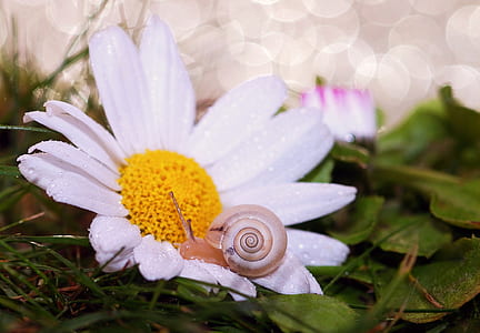 shallow focus photography of white flower thumbnail