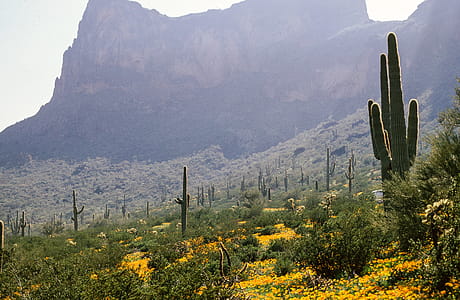 Saguaro Cactus and Flowers in Arizona thumbnail