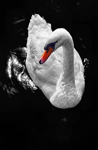 white swan on body of water thumbnail