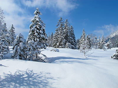 trees covering snow during daytime thumbnail