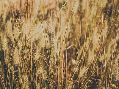 Dried Grass Field thumbnail