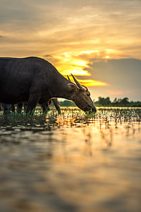 water buffalo eating grass on field during golden hour thumbnail