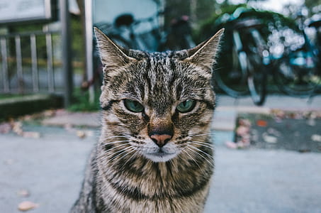 brown and black cat thumbnail