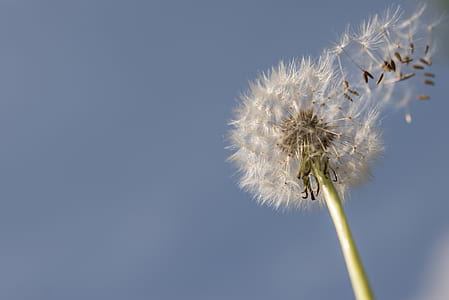 Selective Focus Photography Of Dandelion thumbnail