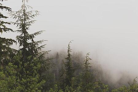 green trees at daytime thumbnail
