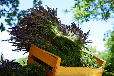 bundle of purple flower on wooden crate thumbnail
