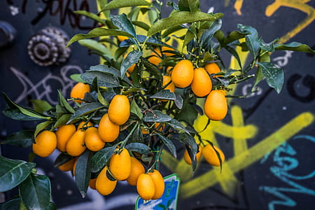 kumquat tree photo thumbnail