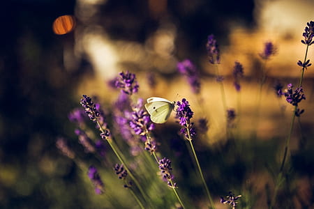 field, flowers, summer, garden thumbnail