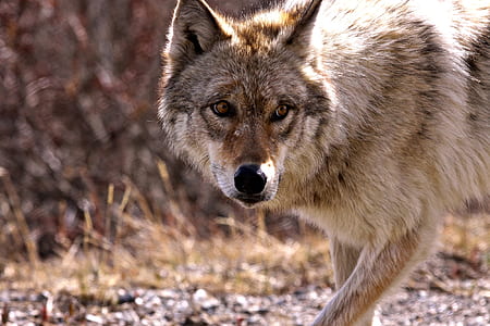 gray wolf standing on dried grass taken during daytime thumbnail