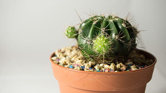 Potted Green Cactus thumbnail