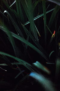 green leafed plant thumbnail