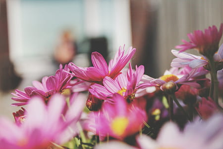 pink petaled daisy flowers in close-up photography thumbnail