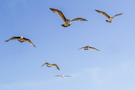 six brown birds flying in the sky thumbnail