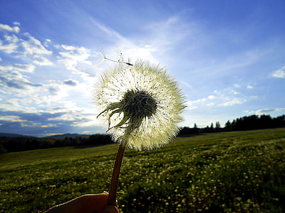 person holding white dandelion under cloudy blue sky thumbnail