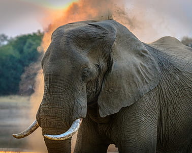 Photo of Elephant thumbnail