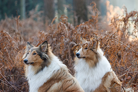 two adult tan rough collie thumbnail