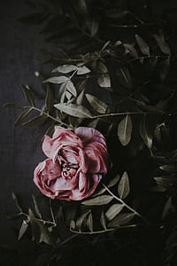 shallow focus photography of pink rose thumbnail