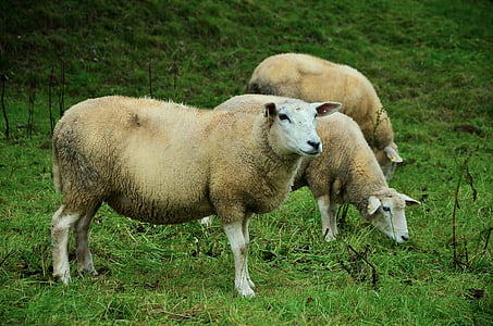 three tan lambs on green grass thumbnail